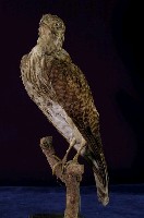 藏品(東方紅隼)的圖片